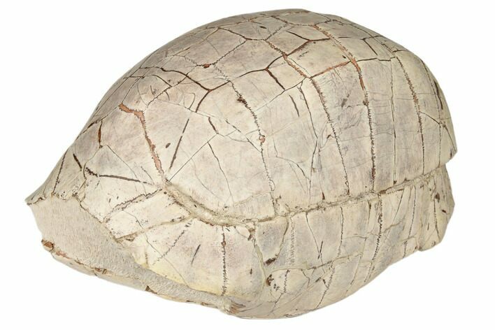 Inflated Fossil Tortoise (Stylemys) - South Dakota #192061